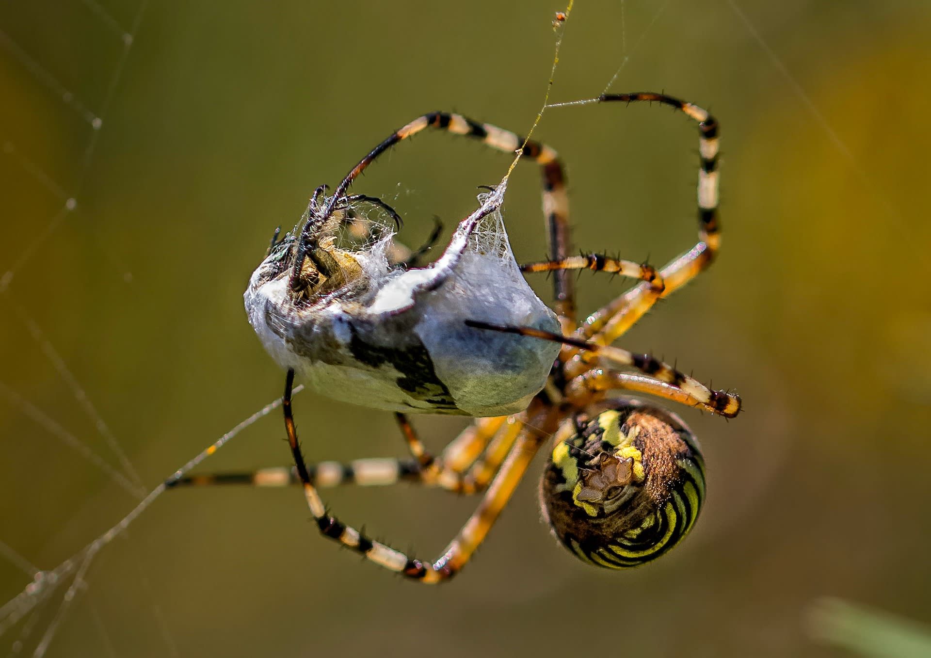 Pavouci jsou nejen nám velmi užiteční. Zdroj: Pixabay