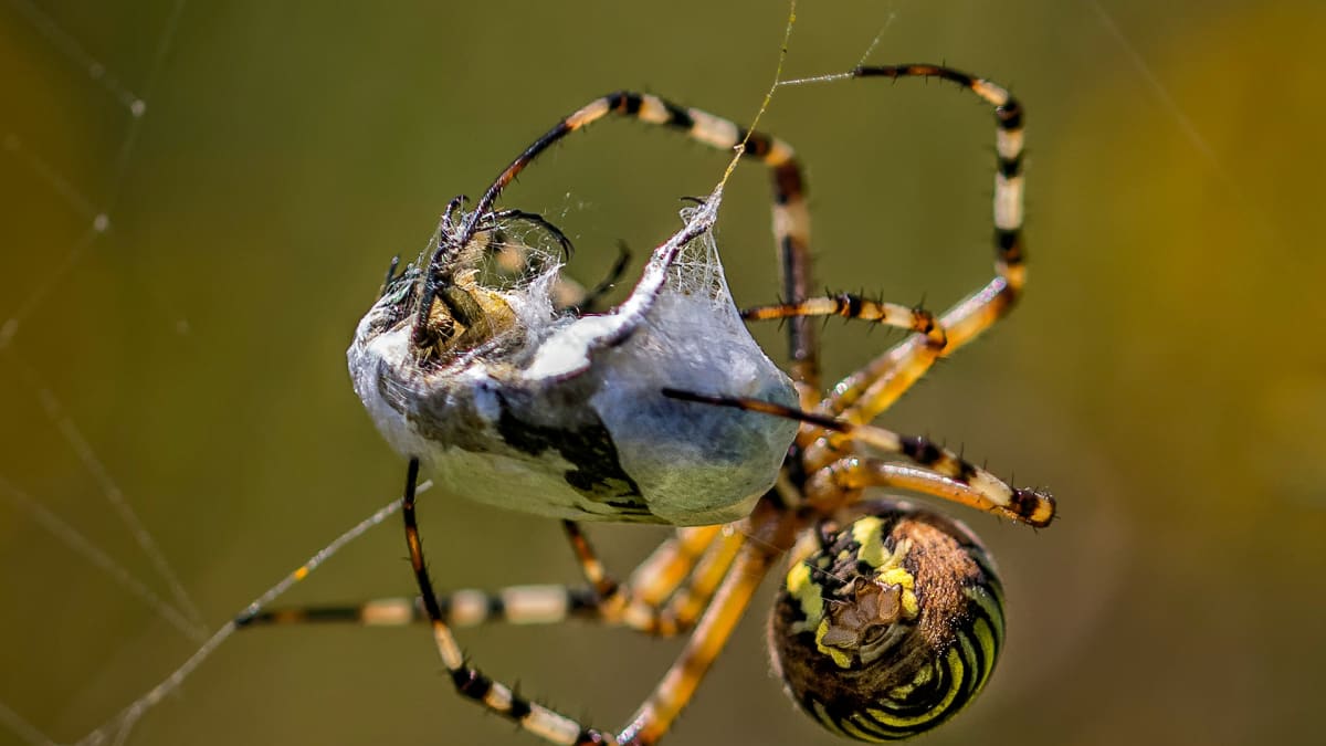 Pavouci jsou nejen nám velmi užiteční. Zdroj: Pixabay