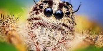Kanibalové, starostlivé matky a inspirace vědců. Co všechno nevíme o pavoucích?