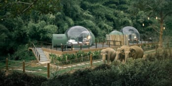 Resort v Thajsku nabízí noc mezi slony! Zvířata byla zachráněna z těžkých podmínek