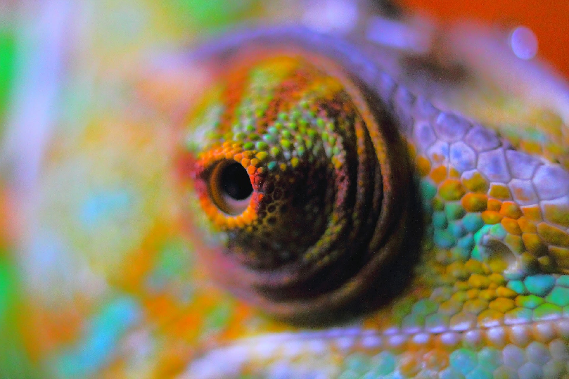Chameleoní oči jsou nástrojem pro mistra lovce.