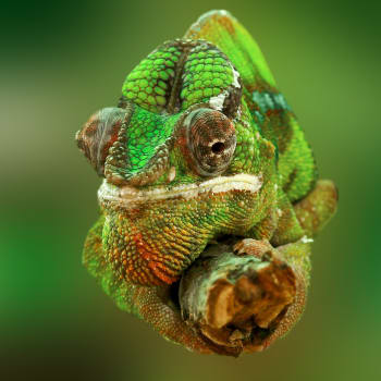 Chameleoni patří mezi velké lovce.