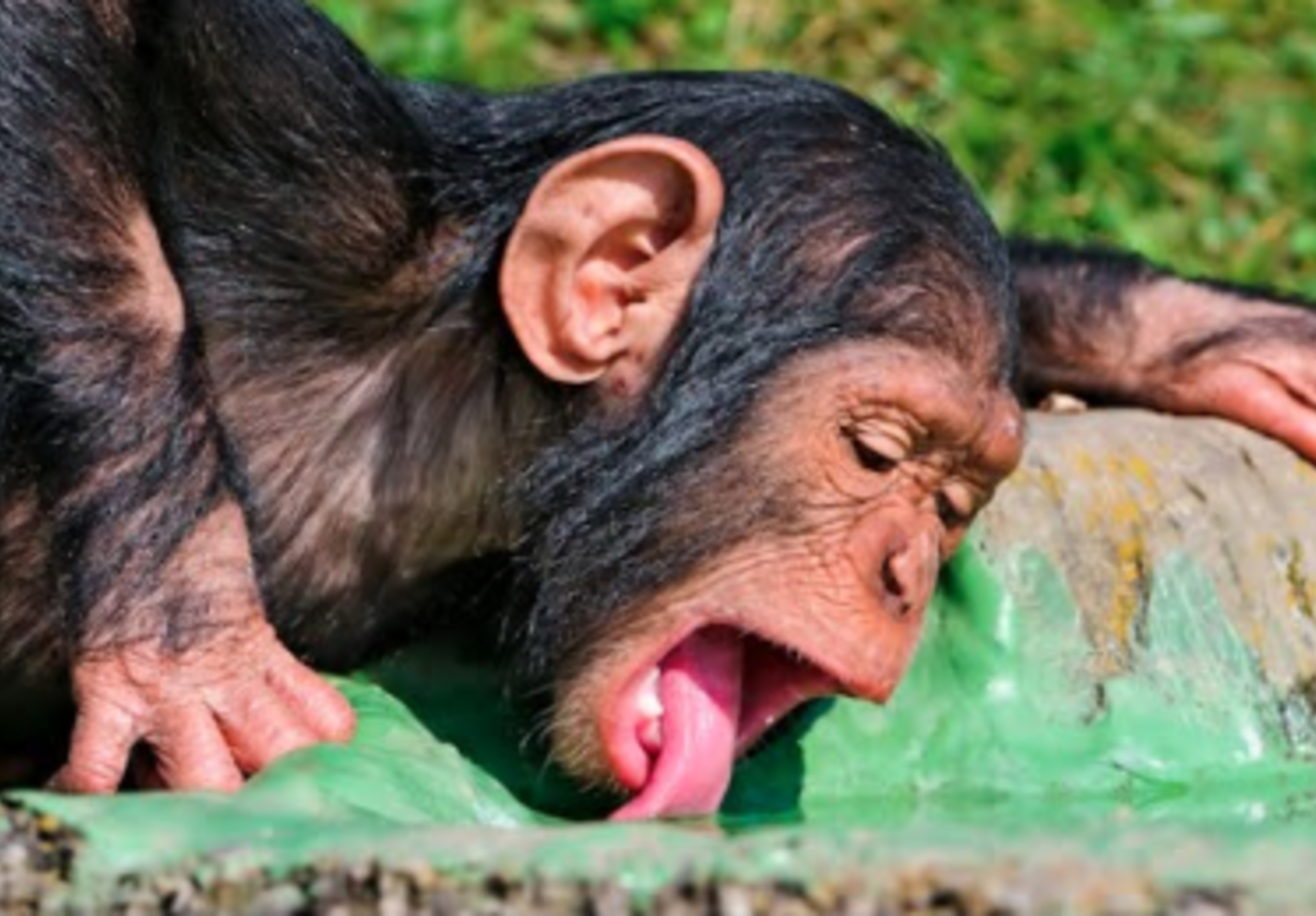 Šimpanzi jsou milovníci alkoholu/ Youtube