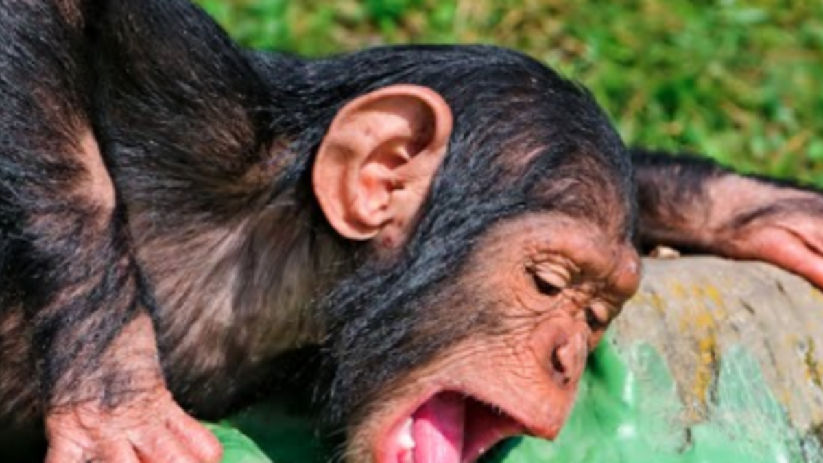 Šimpanzi jsou milovníci alkoholu/ Youtube