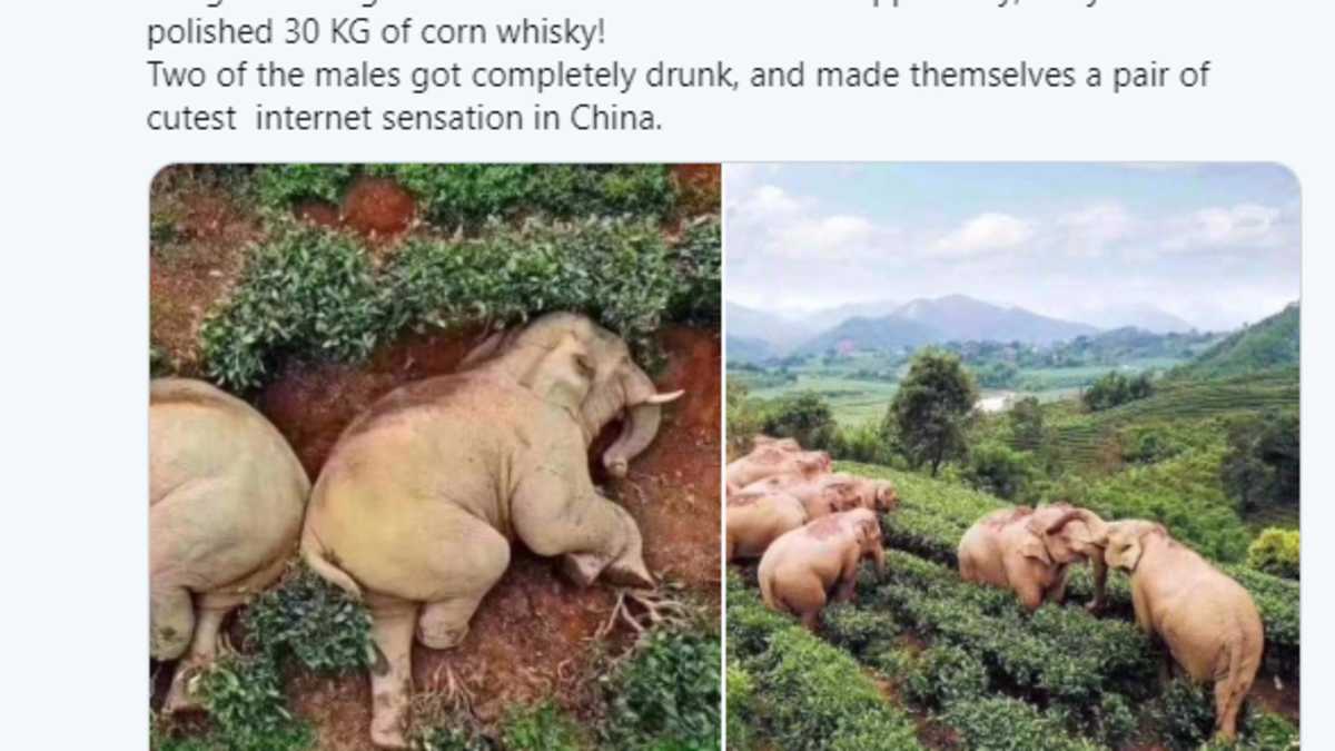 Sloní stádo se opilo a uslo/ Twitter