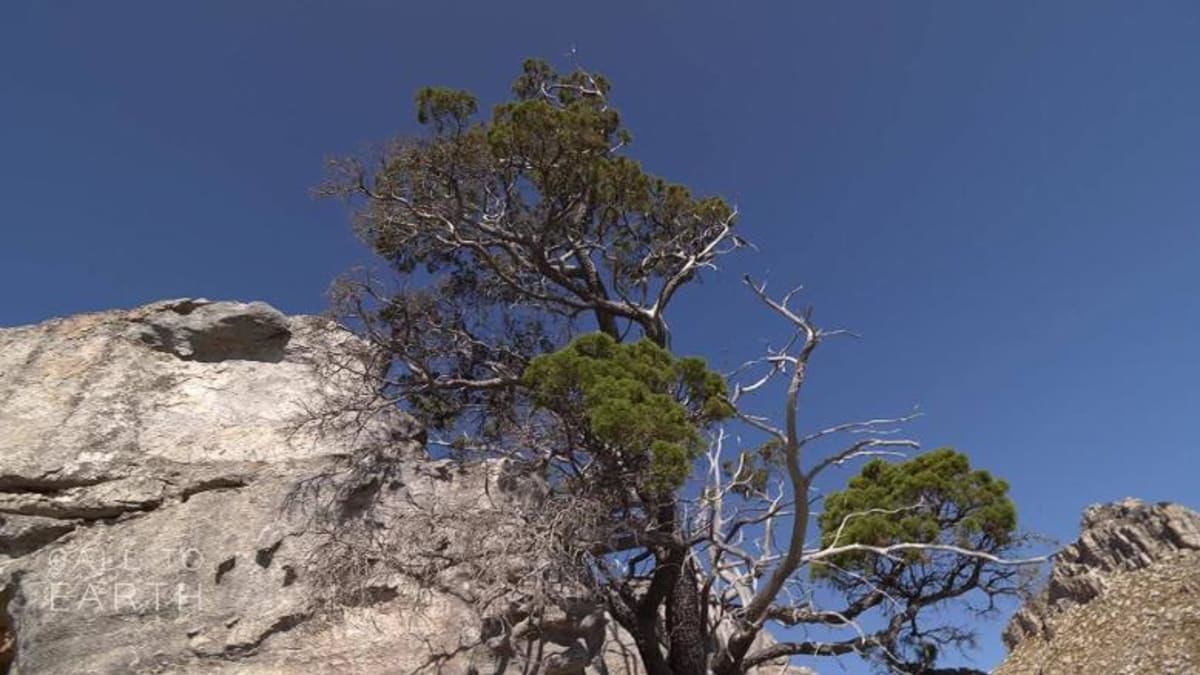 Vzácný Clanwilliamský cedr se vyskytuje pouze v horách na jihozápadě Jihoafrické republiky (zdroj: CNN)