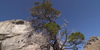 Vzácnému druhu stromu, který přežil miliony let, hrozí vyhynutí 