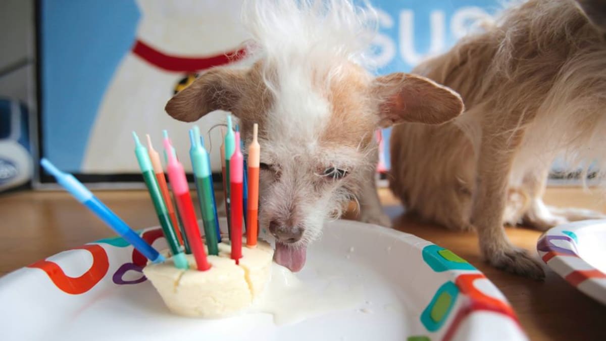 Susie slaví narozeniny/ Susie ´s senior dogs