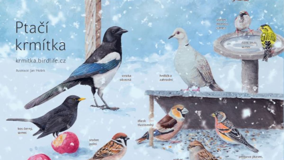 Poznáte ptáčky, kteří navštěvují vaše krmítko? Zdroj: ČSO