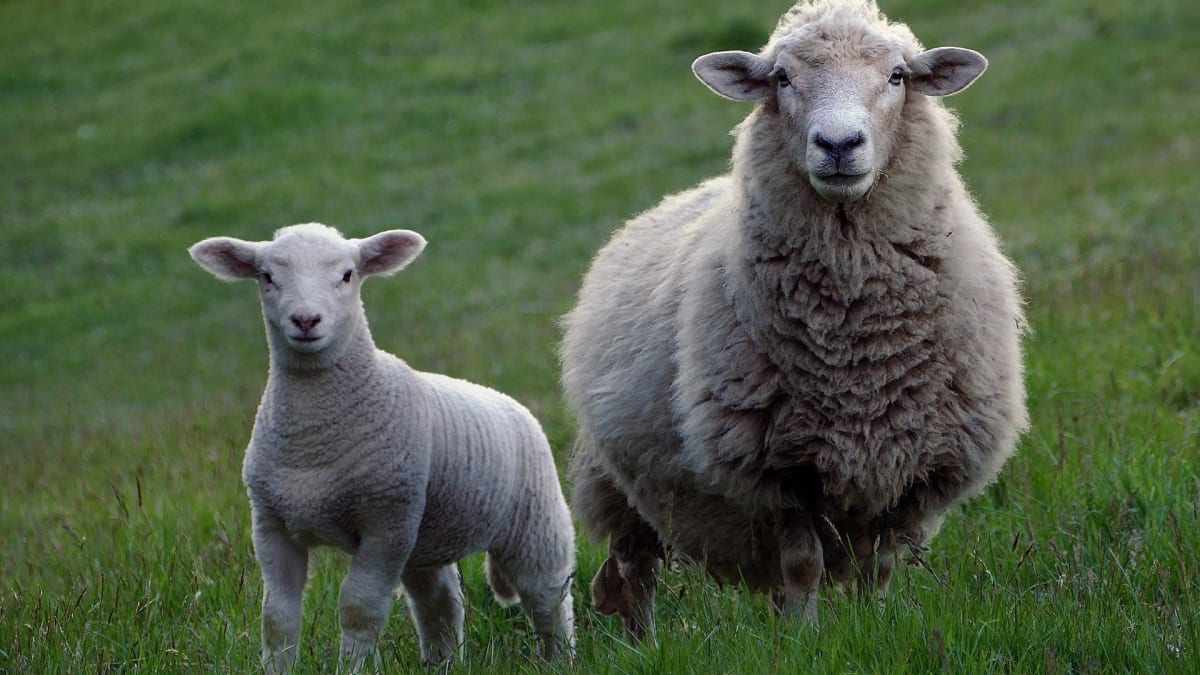 Ovce nejsou vůbec tak hloupé, jak si o nich myslíme.