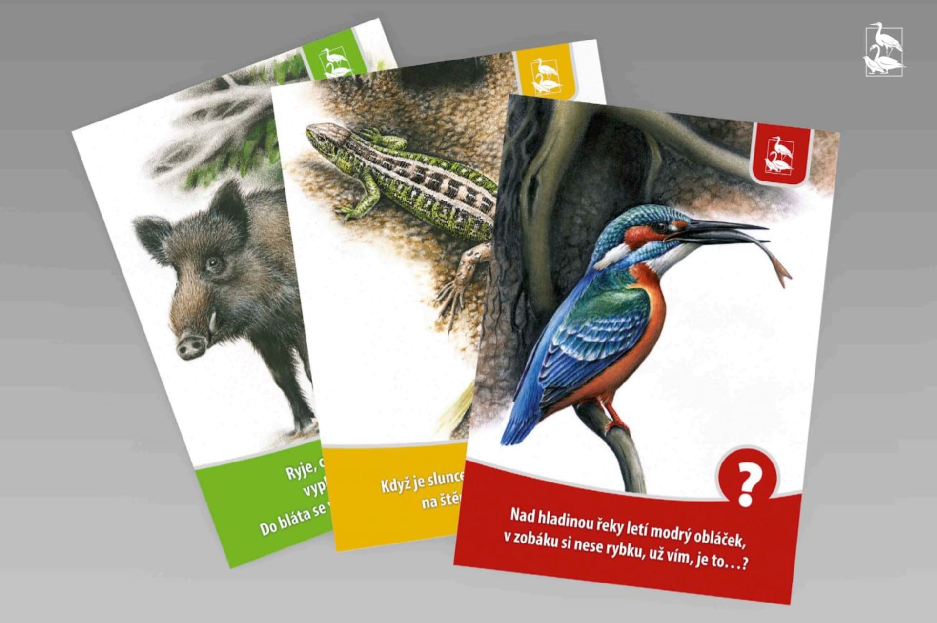 Víte, jaký je rozdíl mezi mlokem a čolkem? Pokud ne, doporučujeme vzdělávací karty z dílny Záchranné stanice živočichů v Plzni.