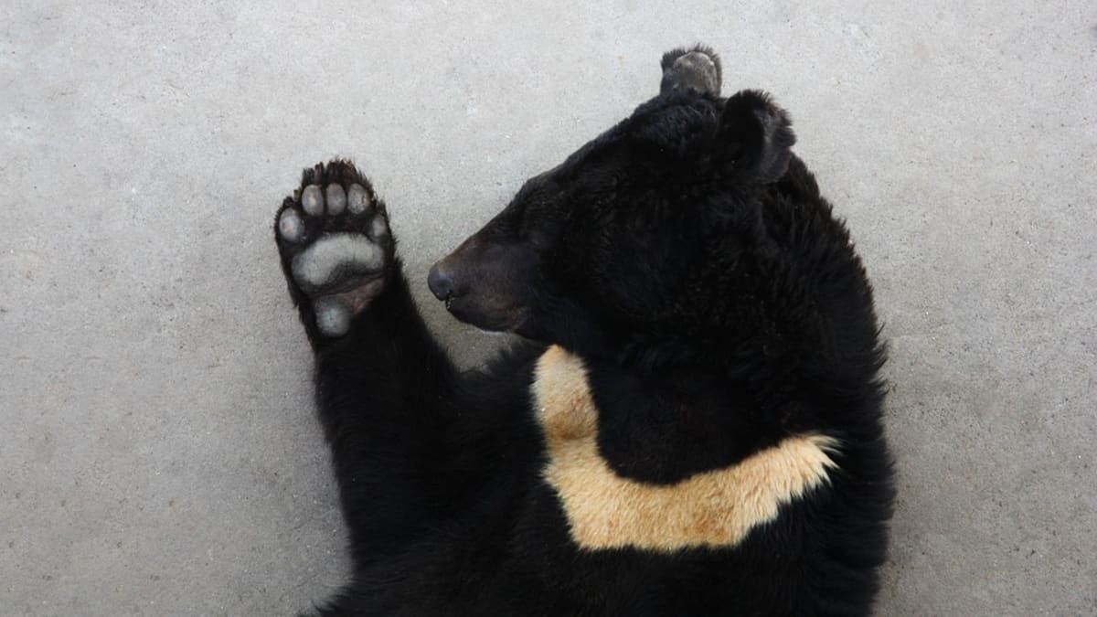 Jen v Číně je na žlučových farmách týráno více než dvanáct tisíc medvědů.