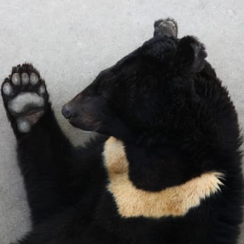 Jen v Číně je na žlučových farmách týráno více než dvanáct tisíc medvědů.