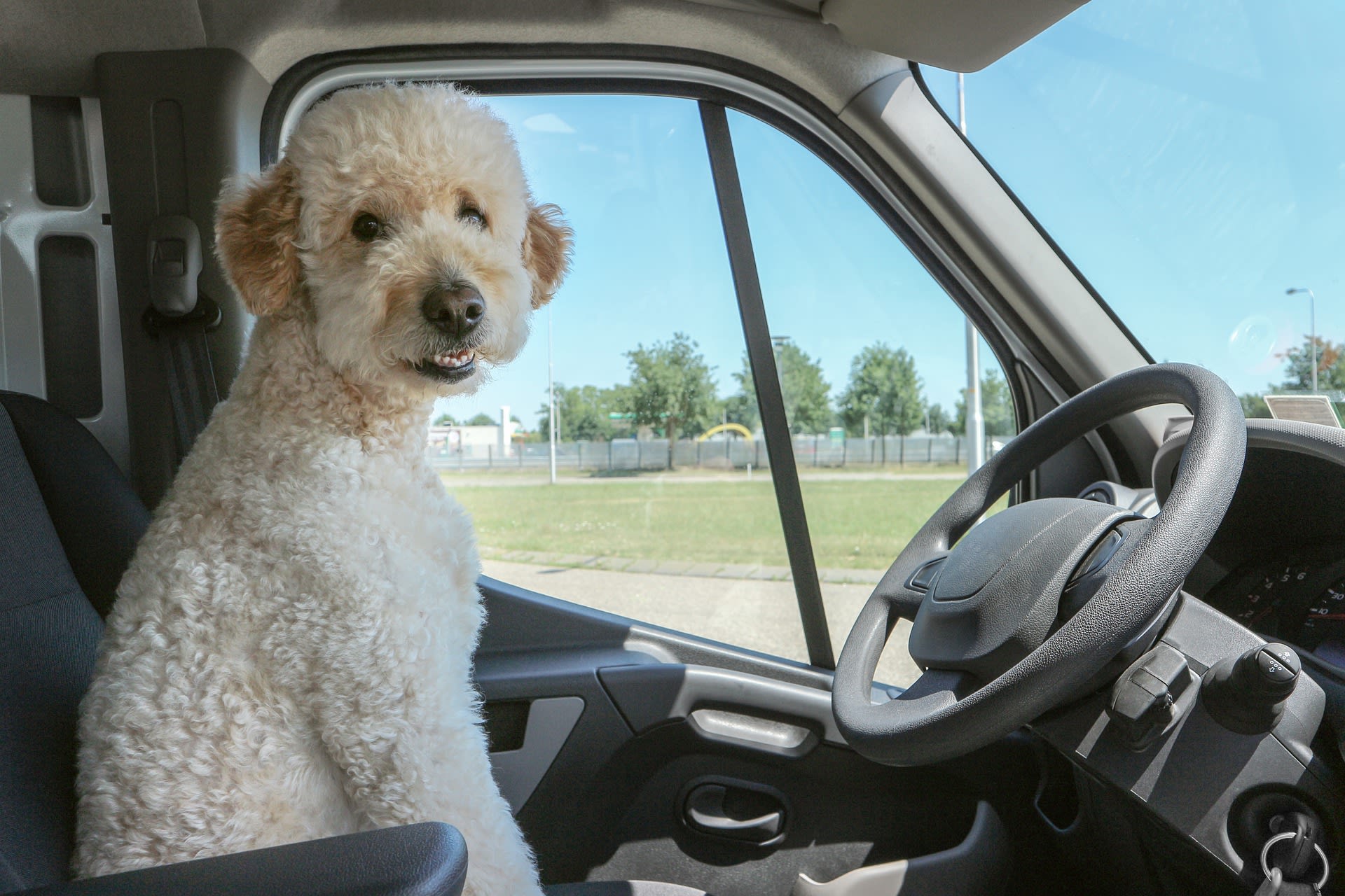 Pes za volantem může způsobit mnoho neplechy