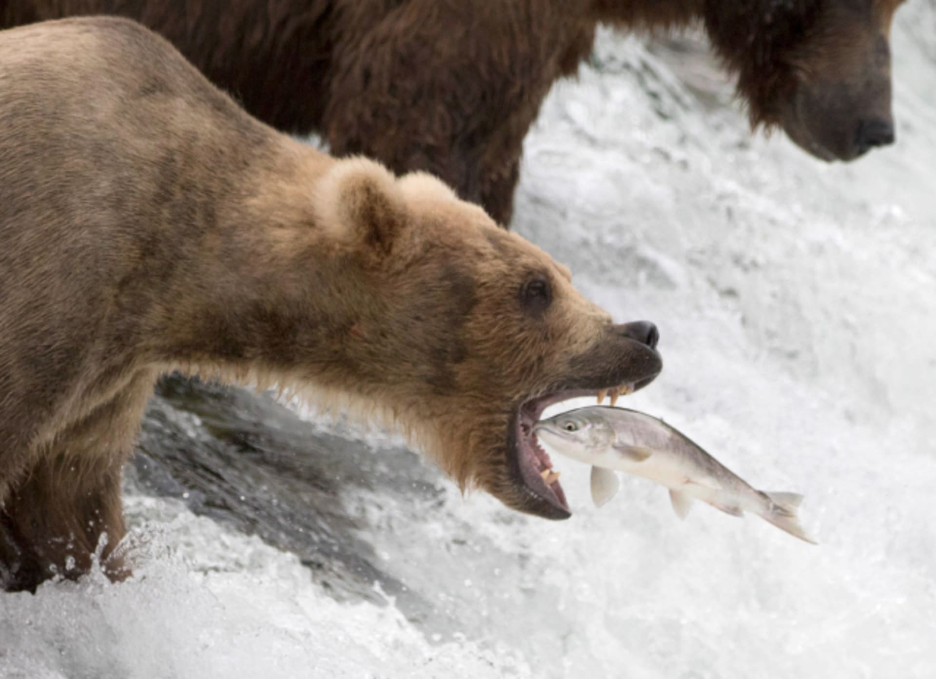 Medvěd hnědý na Aljašce.