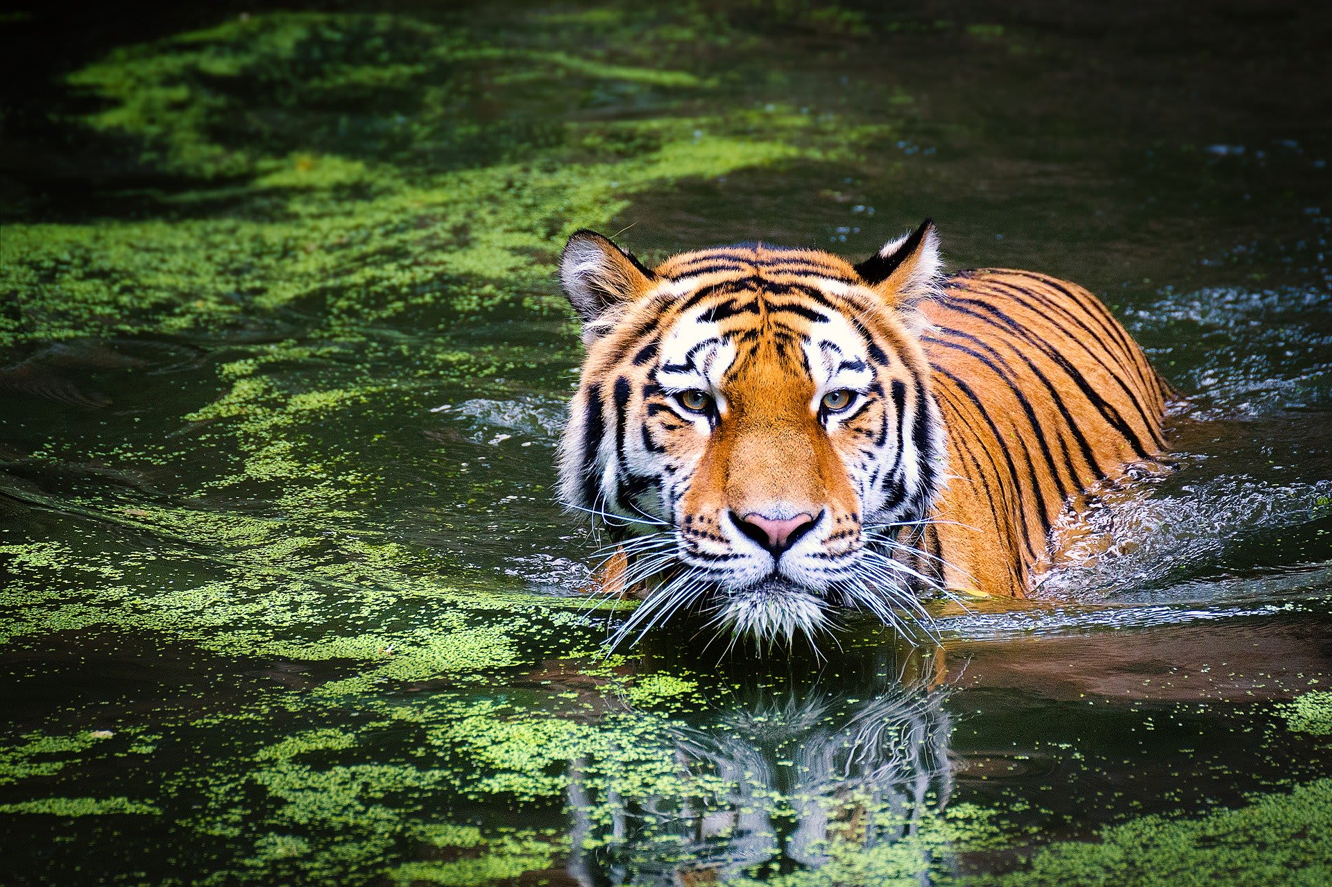 Tygři jsou skvělými plavci, proto se vodě nevyhýbají.