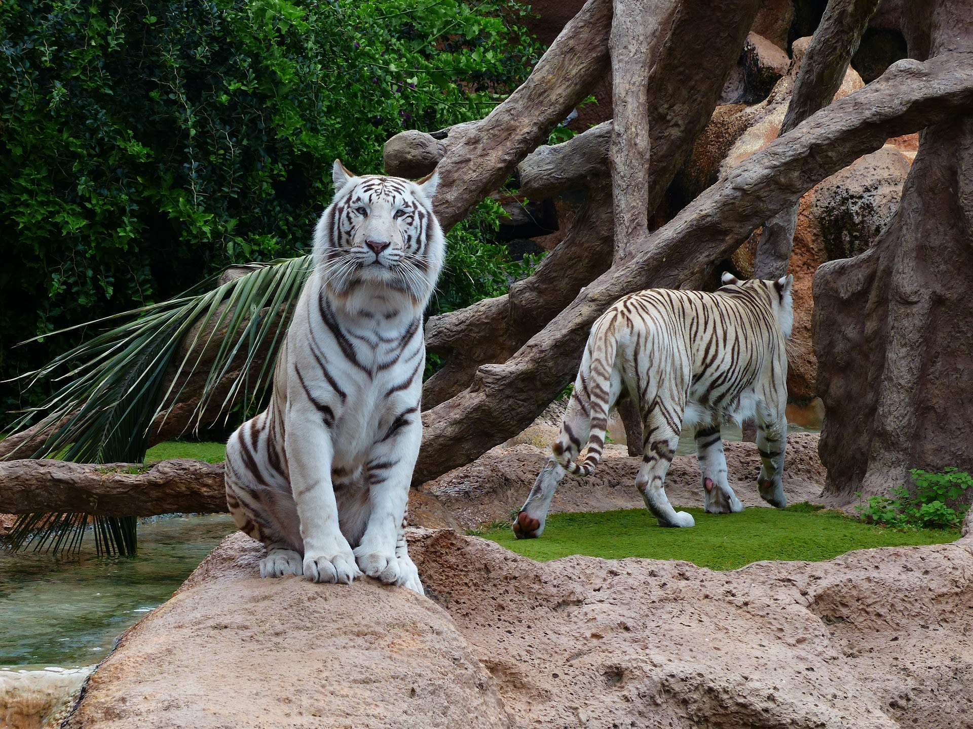 Tygři jsou oblíbenou atrakcí v zoologických zahradách a zábavních parcích. I proto jsou přešlechťováni a trpí zdravotními problémy.
