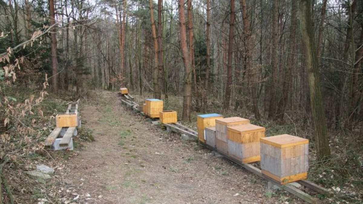 tady byly ještě před pár dny desítky úlů plné včel. Zdroj: PČR