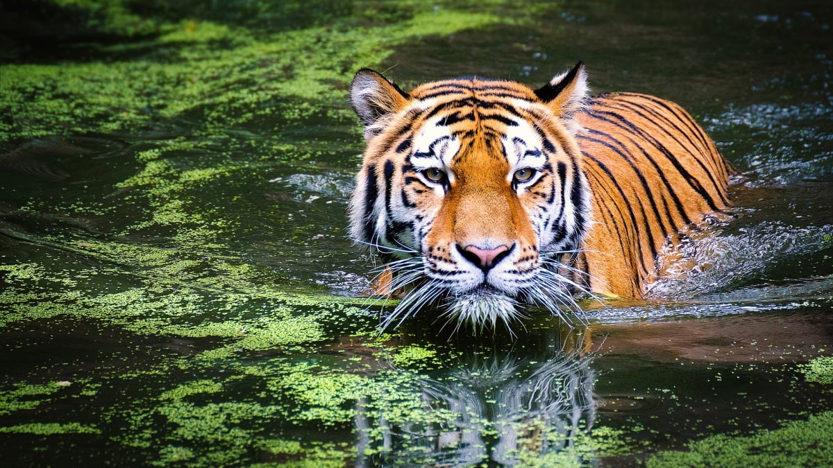 Tygři jsou skvělými plavci, proto se vodě nevyhýbají.