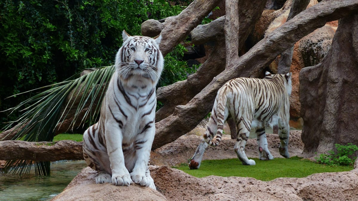 Tygři jsou oblíbenou atrakcí v zoologických zahradách a zábavních parcích. I proto jsou přešlechťováni a trpí zdravotními problémy.