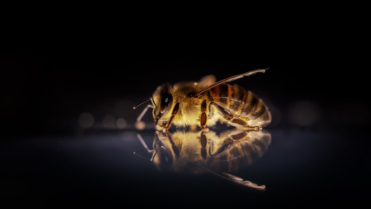 Včela medonosná je protěžovaný opylovač díky své produkci medu. Platí za to ostatní hmyzí druhy, na které už nic nezbyde. 