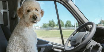 Psi za volantem: Jednoho takového zachytila policie v Austrálii