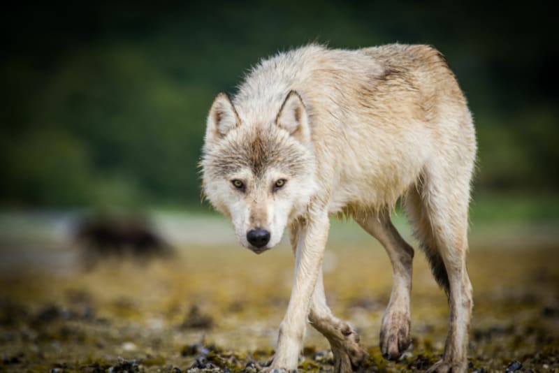 Vlci na Aljašce
