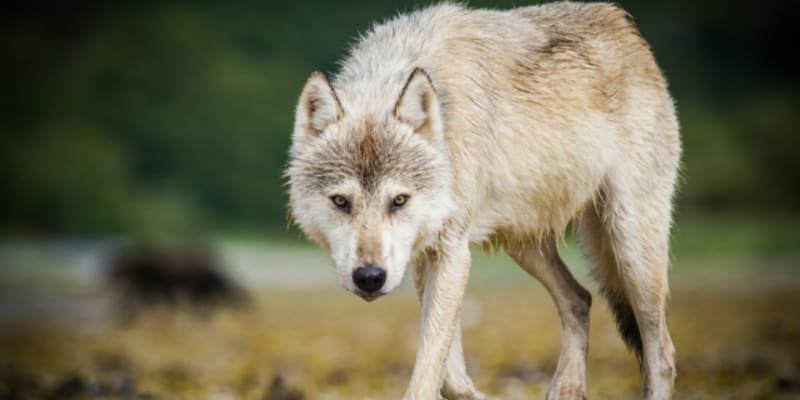 Vlci na Aljašce