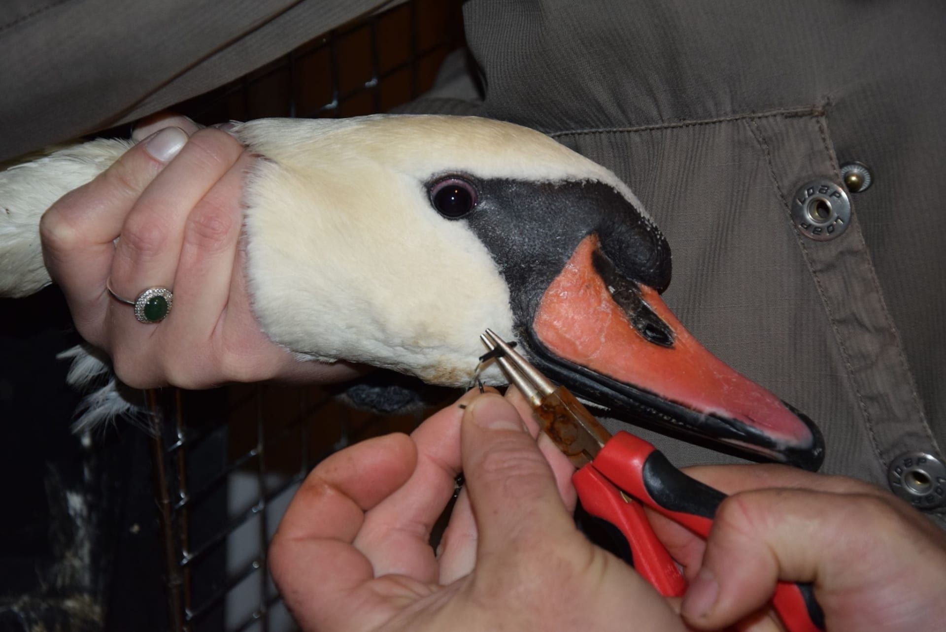 Labuti, kterou trápil rybářský háček zaseknutý v zobáku, se dostalo pomoci v Záchranné stanici v Hrachově.