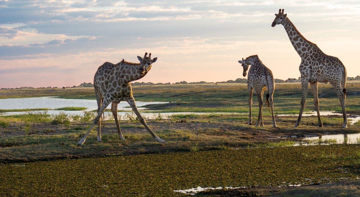 Žirafy mají díky dlouhému krku mnoho problémů s obyčejnými věcmi