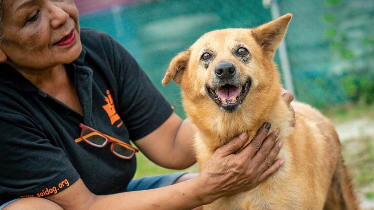 Fasuay se do azylu dostala se silným zánětem kůže. Jako pes bez domova neměla nikoho, kdo by jí pomohl. Zdroj: Soi Dog Foundation