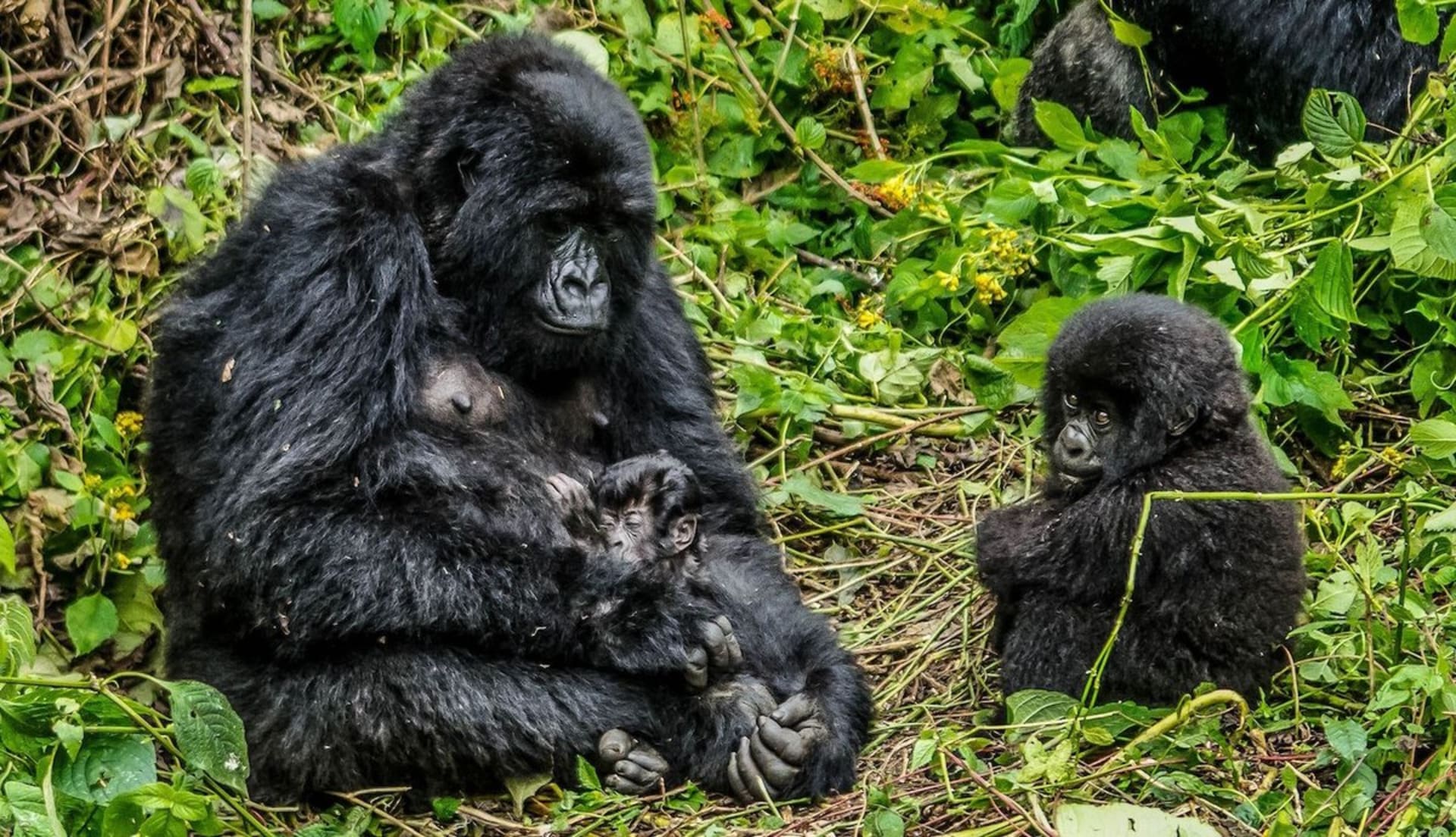 Ohrožené populace goril by nákaza zdecimovala. Zdroj: National Park Virunga