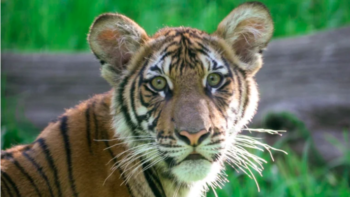 U tygří samice Nadii byla potvrzena nákaza. Zdroj: Bronx Zoo