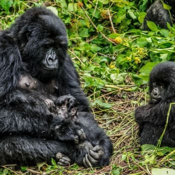 Ohrožené populace goril by nákaza zdecimovala. Zdroj: National Park Virunga