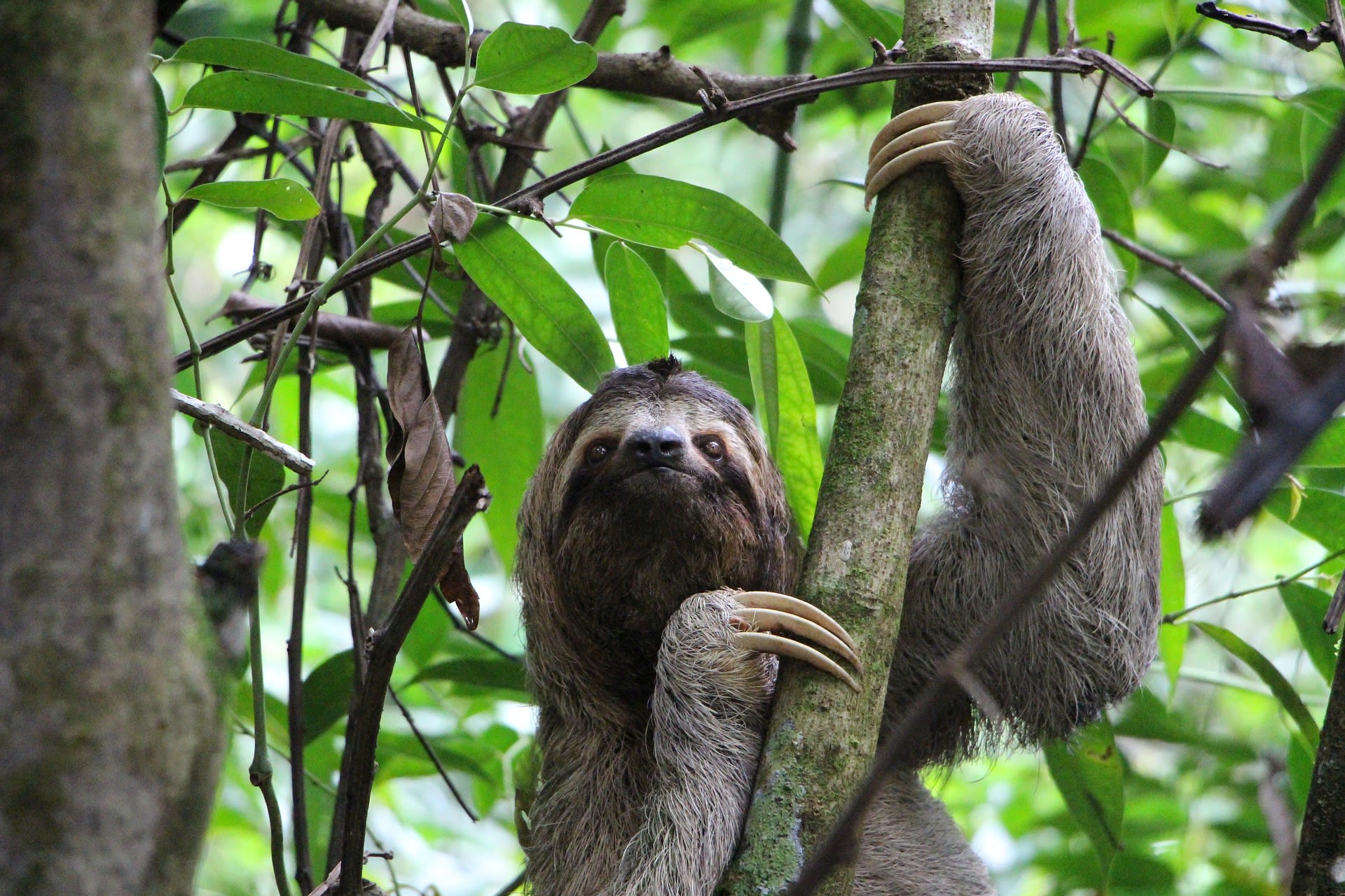 Pevné paže a obří drápy. Díky nim dokáží lenochodi strávit celé dny zavěšení na stromech. Zdroj: Pixabay