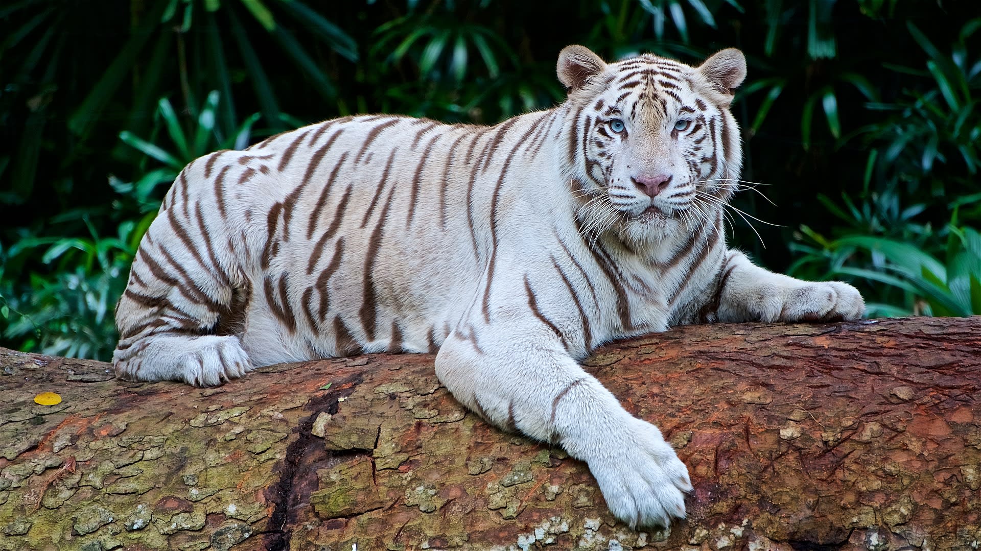 Nejen u tygrů bílých v liberecké zoo platí přísná bezpečnostní opatření kvůli možné nákaze. 