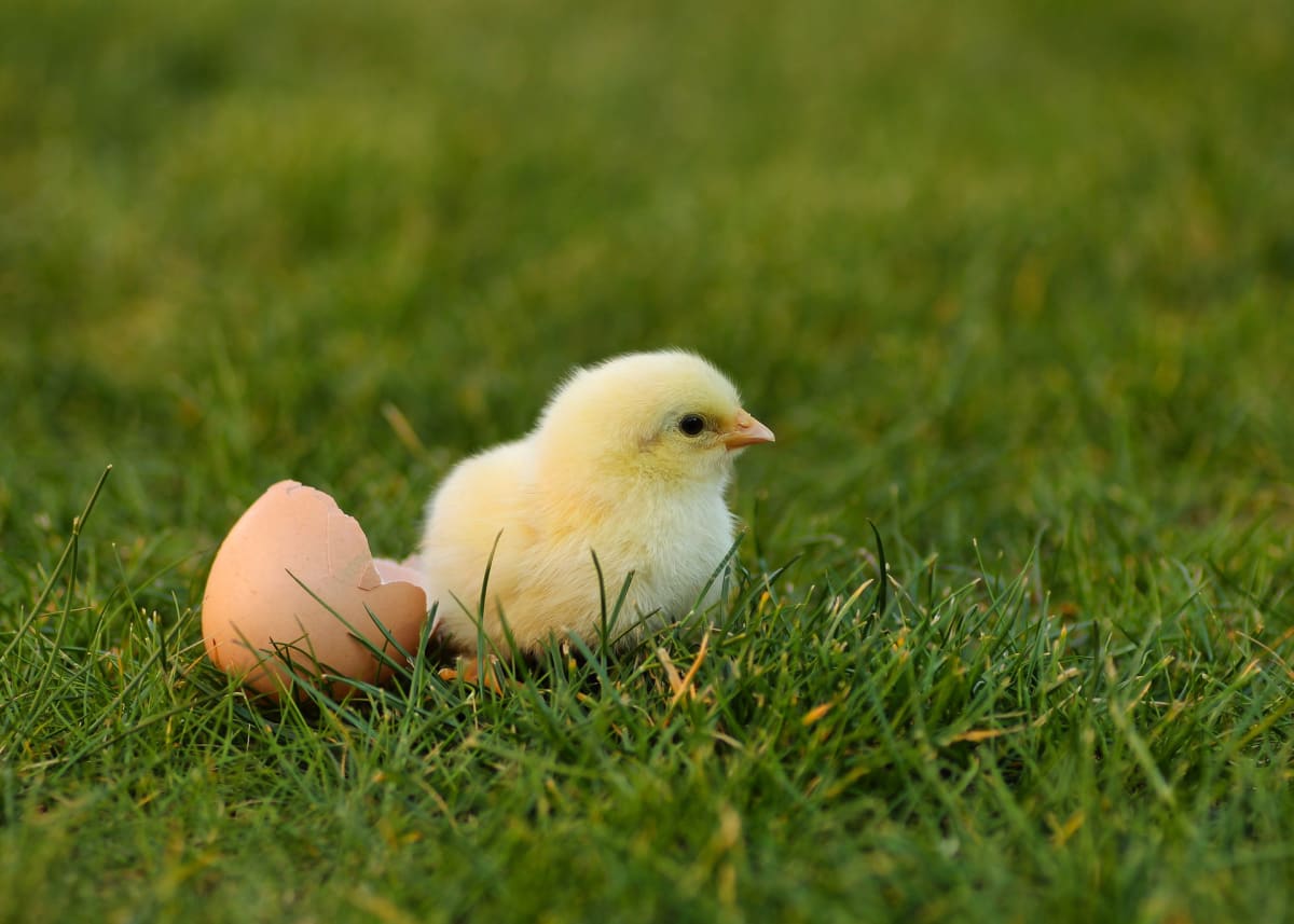 Kuřátka jsou symbolem jara 
