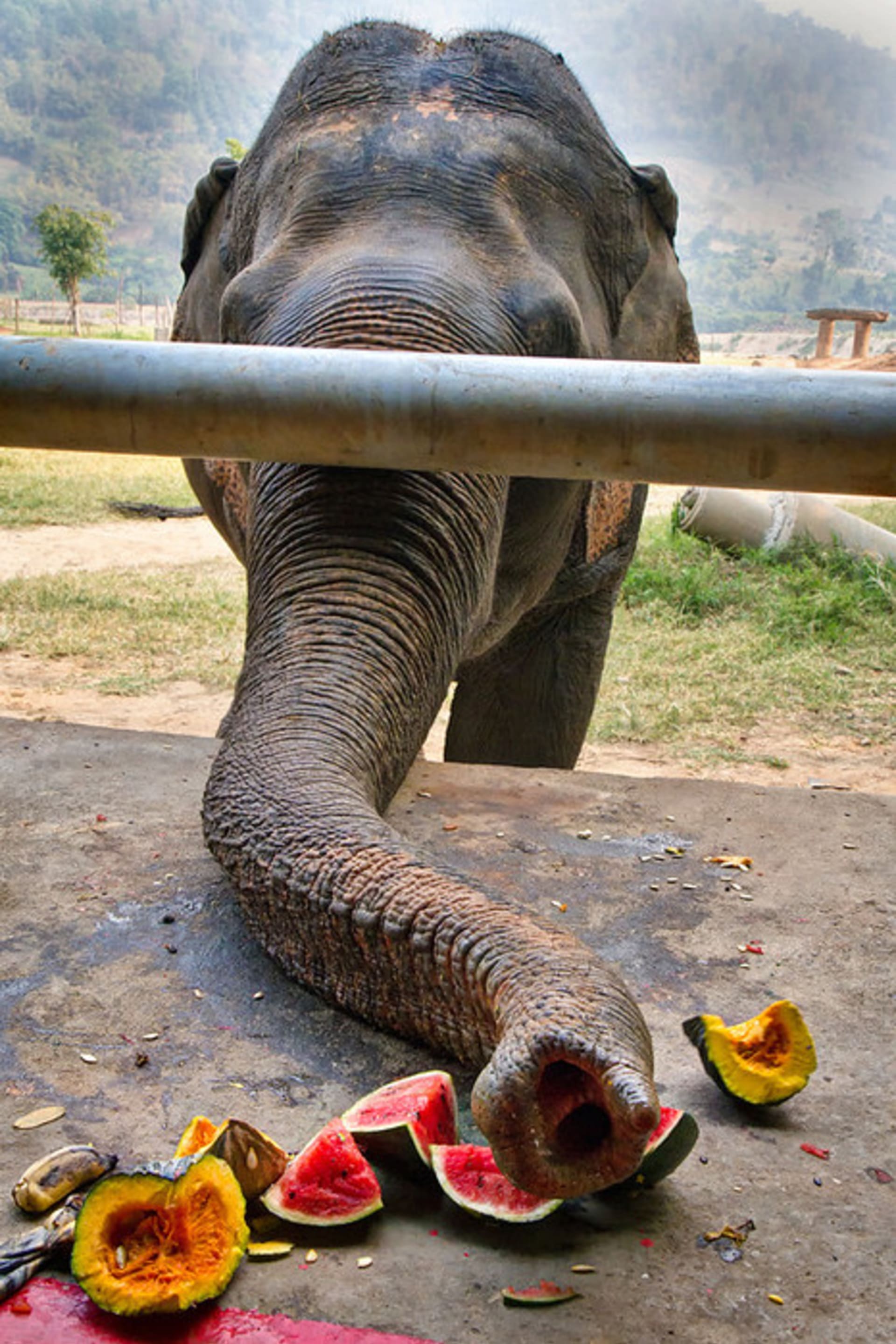 Kromě svobody si zde sloni užívají i luxusní svačinky. Zdroj: ENP