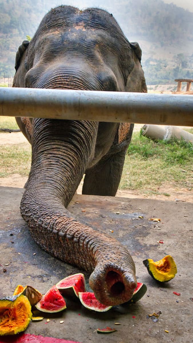 Kromě svobody si zde sloni užívají i luxusní svačinky. Zdroj: ENP