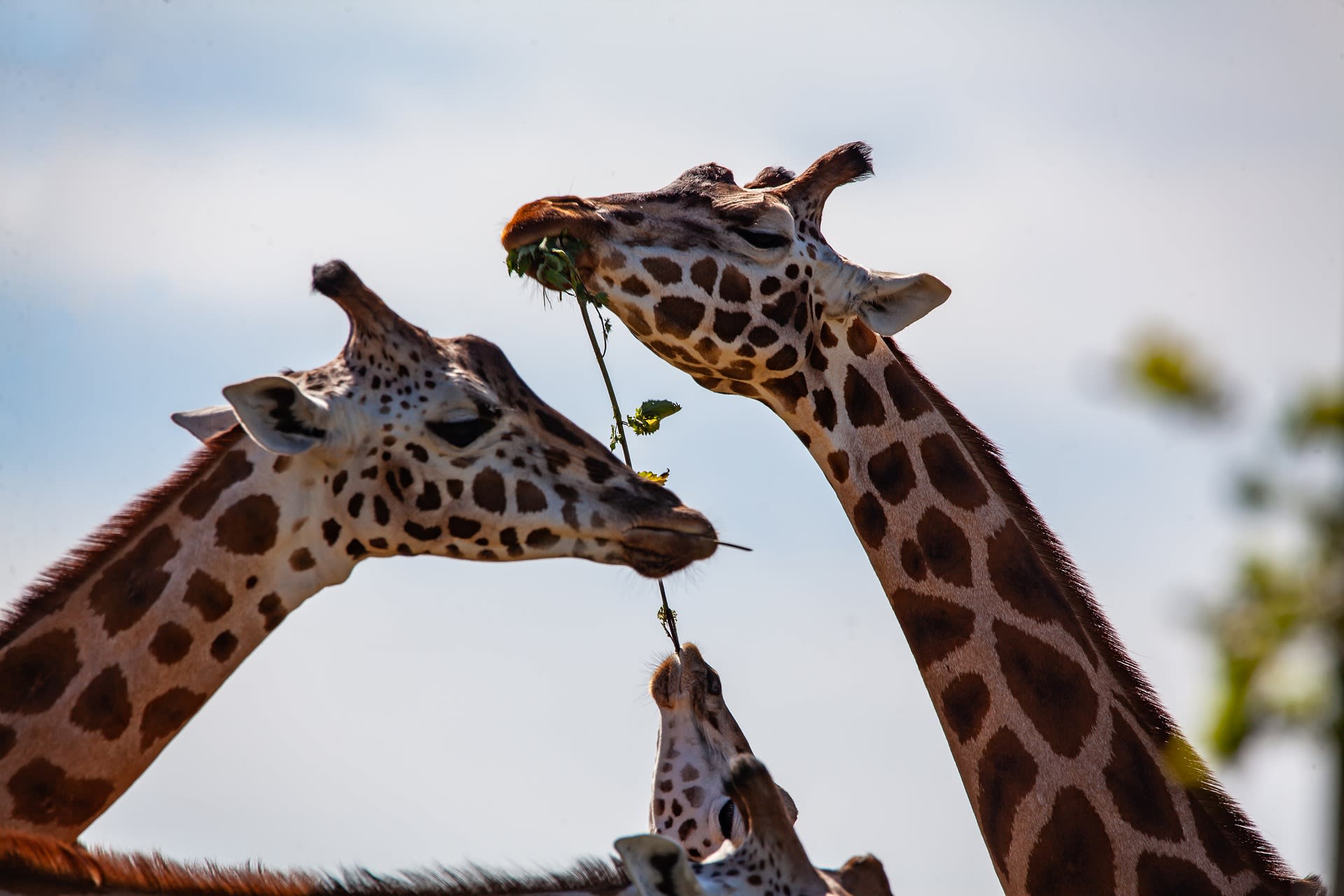 Žirafy dokáží spořádat i ty nejnestravitelnější rostliny.