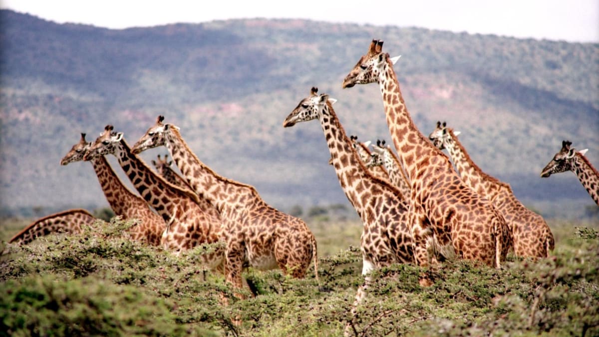 Žirafy žijí ve smíšených skupinách do dvaceti jedinců. Zatímco samice si tvoří silná pouta, samci mezi skupinami volně přecházejí.