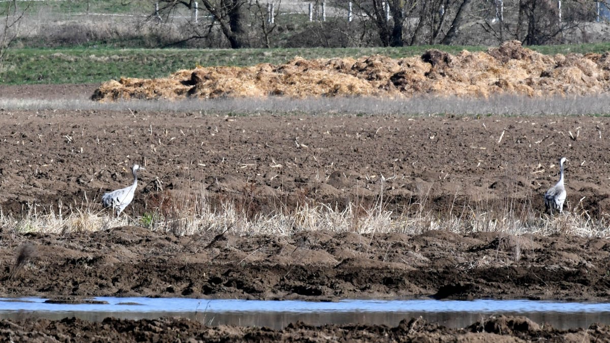 Jeřábi popelaví na mokřadu - jedni z mnoha ptáků, kterým poskytoval útočiště. Zdroj: ČSO