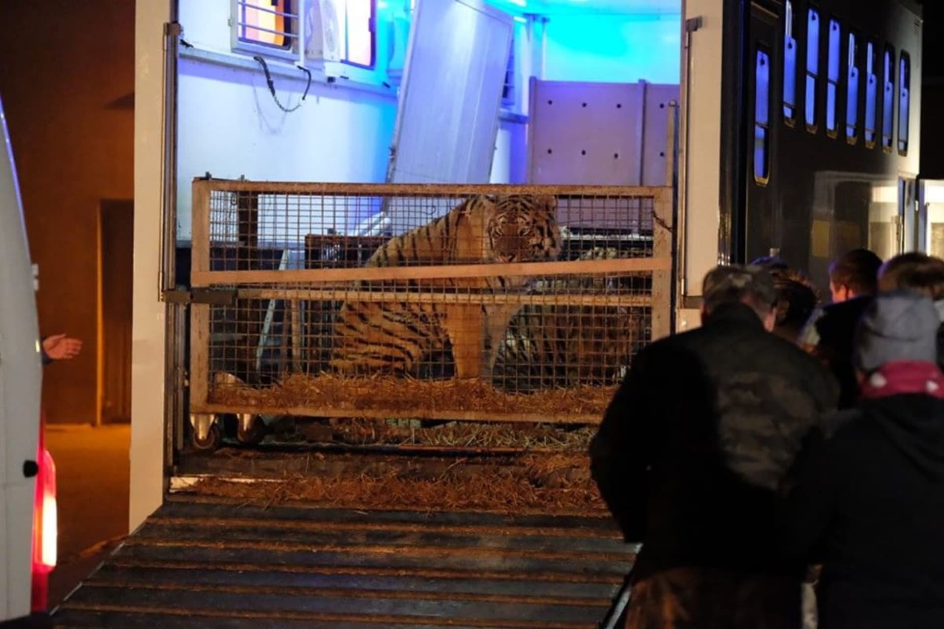 Transportovaní tygři byli zavření v malých klecích. Někteří z nich mají následky dodnes. Zdroj: Facebook Pozna Zoo