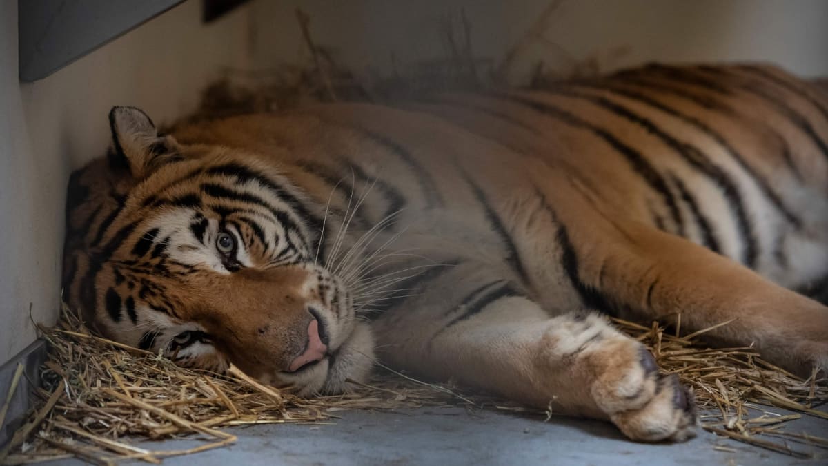Desítka tygrů si prožila na cestě hotová muka. Zdroj: Facebook Poznań Zoo