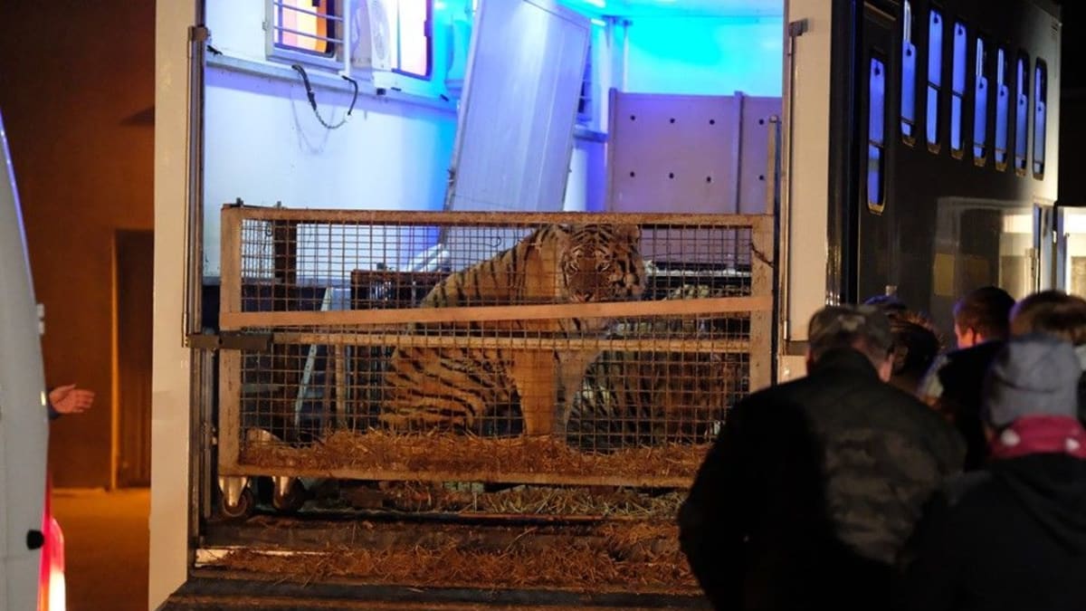 Transportovaní tygři byli zavření v malých klecích. Někteří z nich mají následky dodnes. Zdroj: Facebook Pozna Zoo