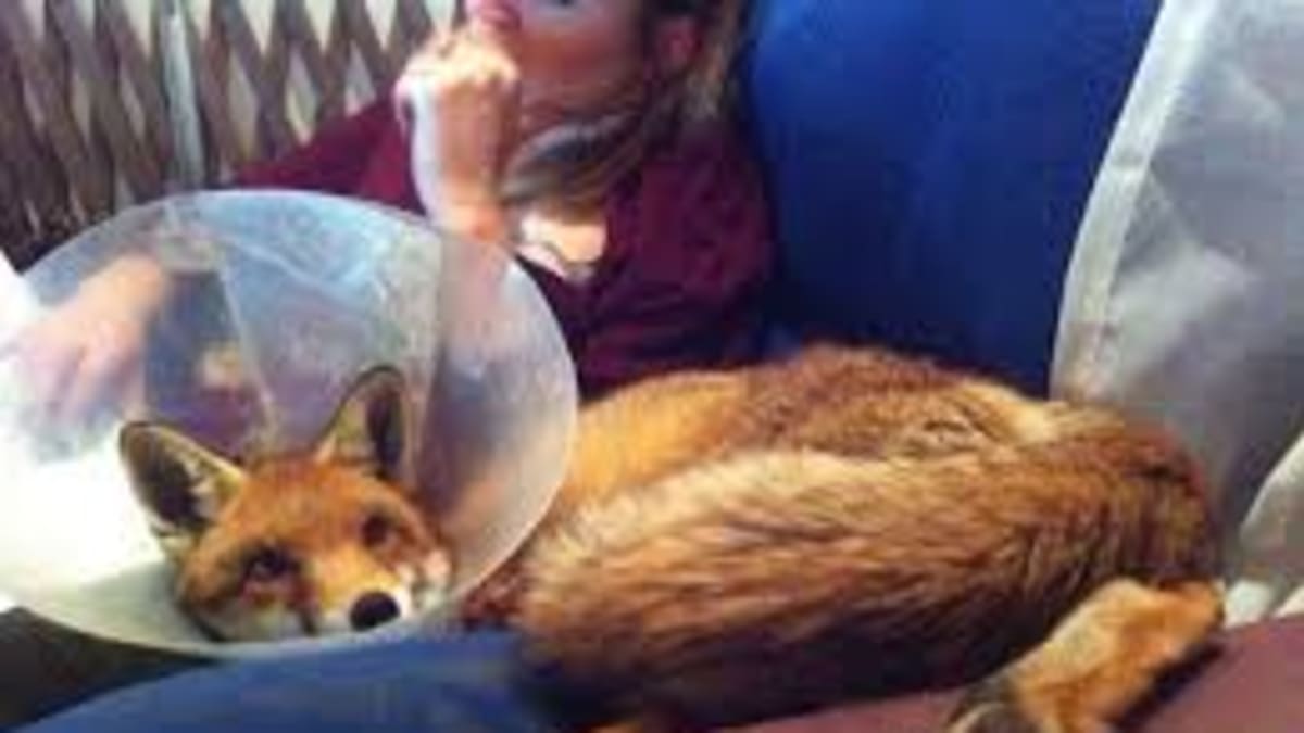 Lišák Winnie neměl lehký start do života. Zdroj: Sydney Fox and Dingo Rescue