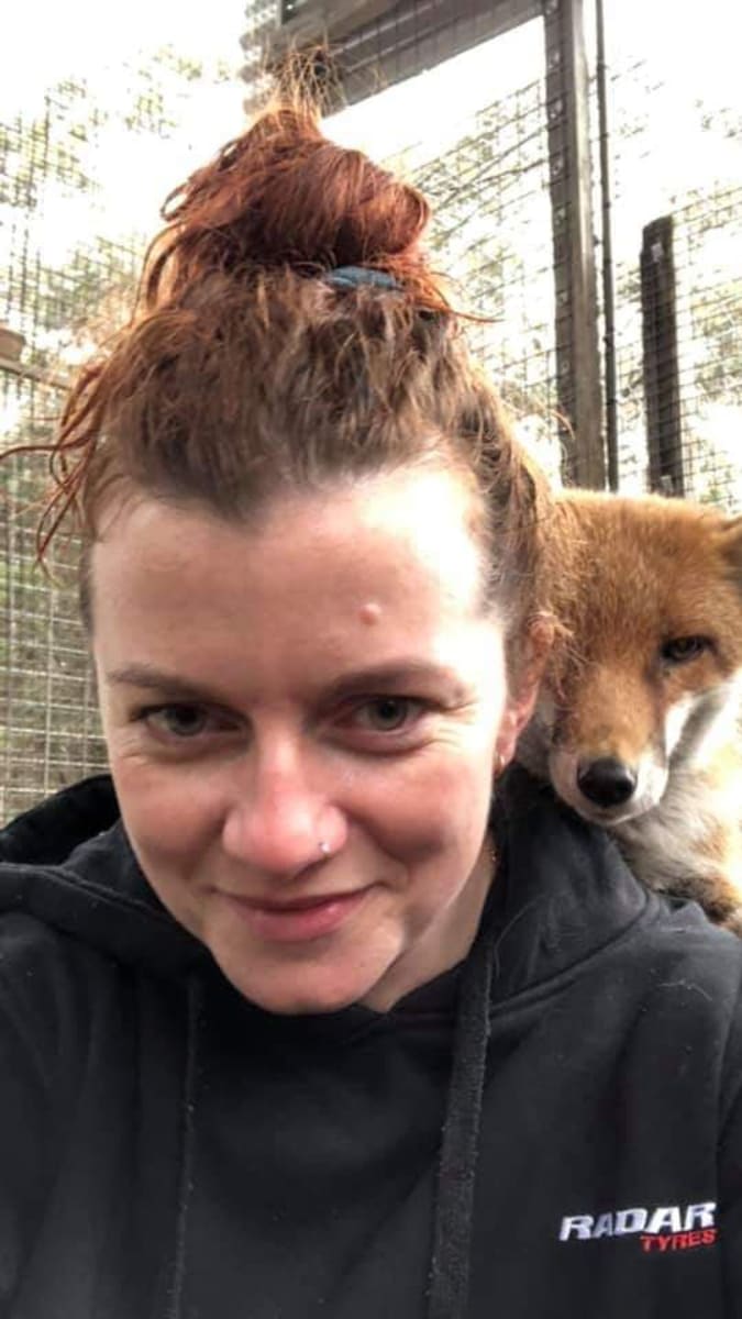O svěřence azylu se starají dobrovolníci: Zdroj: Sydney Fox and Dingo Rescue
