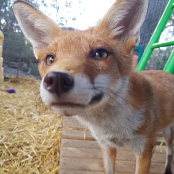 V azylu zachránili již více než dvě stě lišek a dingů. Zdroj: Sydney Fox and Dingo Rescue