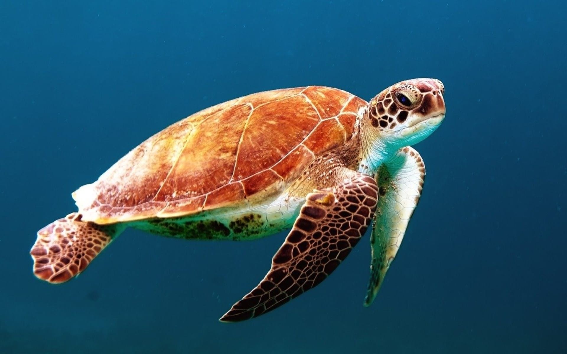 Na pláže na Floridě v USA se také vrací mořské želvy.