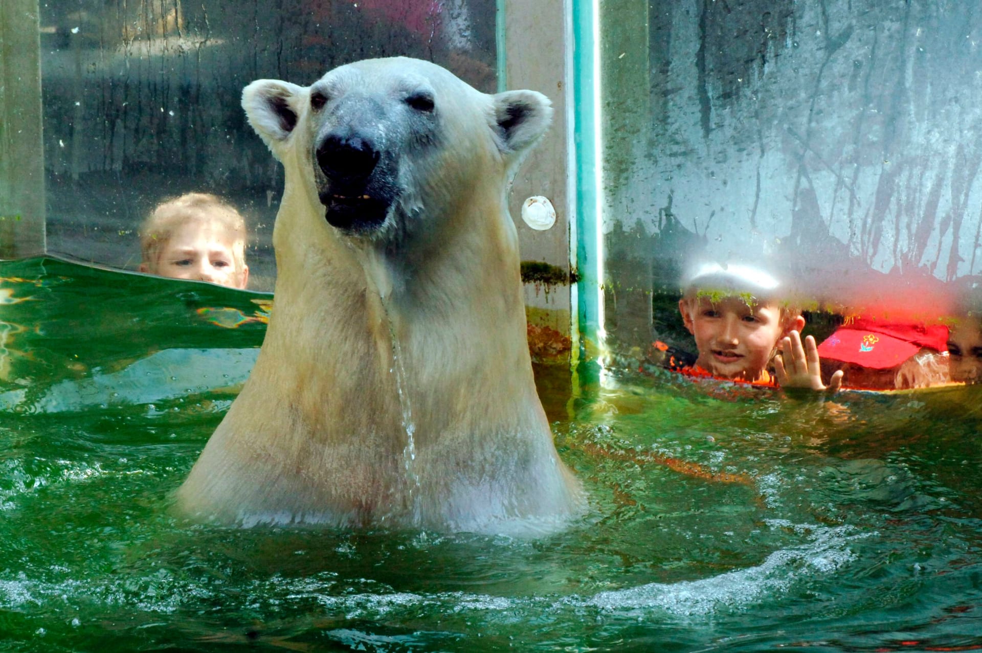 Lední medvěd Vitus se o svůj život zatím bát nemusí - na řadu přijde jako poslední. Zdroj: Tierpark Neumünster